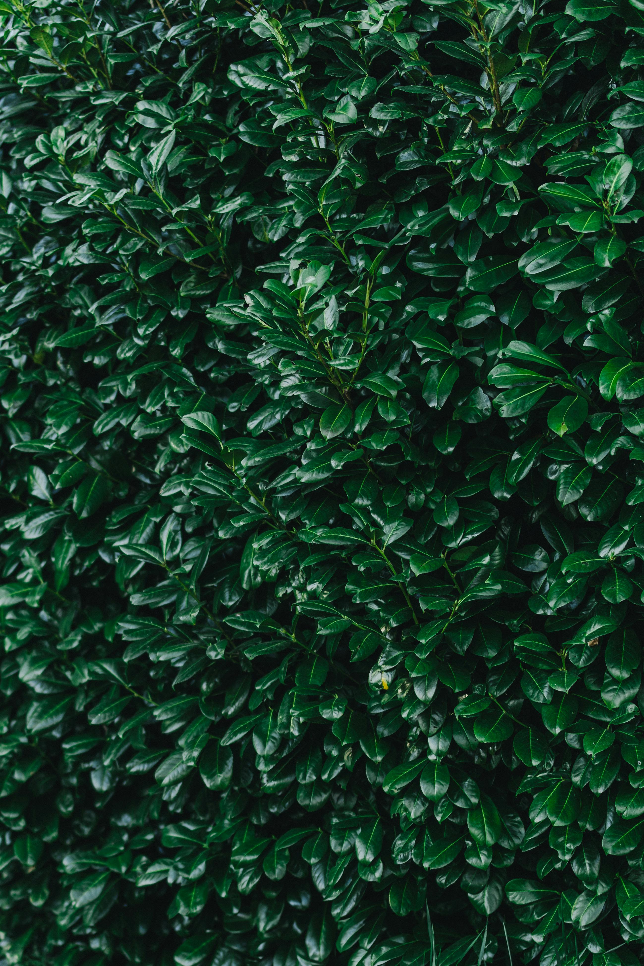 Cum să plantezi și întreții un gard viu ca delimitare naturală