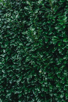 Close-up of dense green hedge leaves, perfect for nature backgrounds.