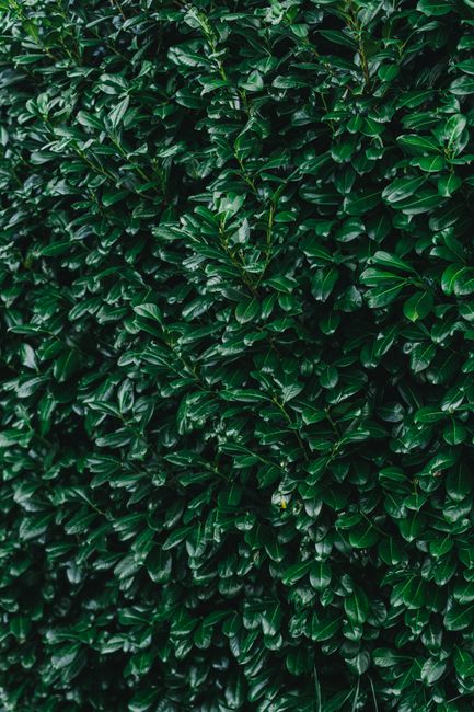 Close-up of dense green hedge leaves, perfect for nature backgrounds.