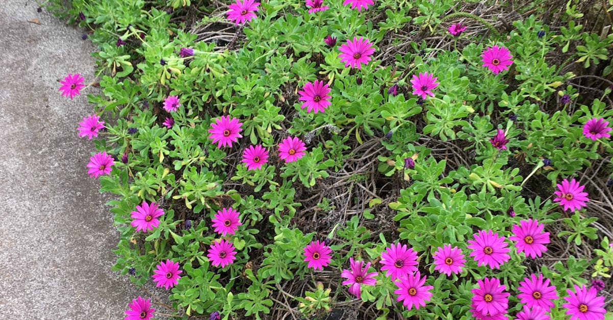 Free stock photo of bush, flowers, purple flowers
