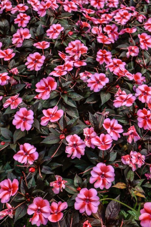 Free A vibrant array of pink impatiens flowers flourishing in a garden setting, exuding natural beauty. Stock Photo