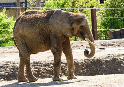 Free Close-up of an African elephant in a zoo on a sunny day, showcasing its tusks and rough skin. Stock Photo