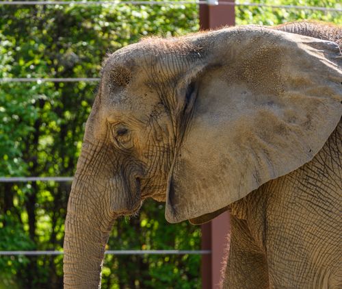 Free Profile of an African elephant with lush greenery and fence in the background. Stock Photo