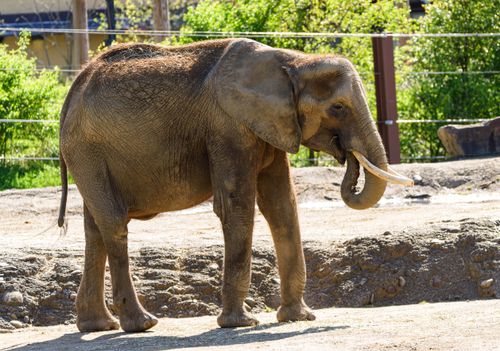 Free An adult African elephant standing outdoors, showcasing its magnificent tusks in a natural habitat setting. Stock Photo