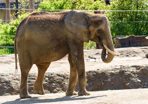 Free A serene African elephant basking in the sunlight, showcasing its grandeur in a natural setting. Stock Photo