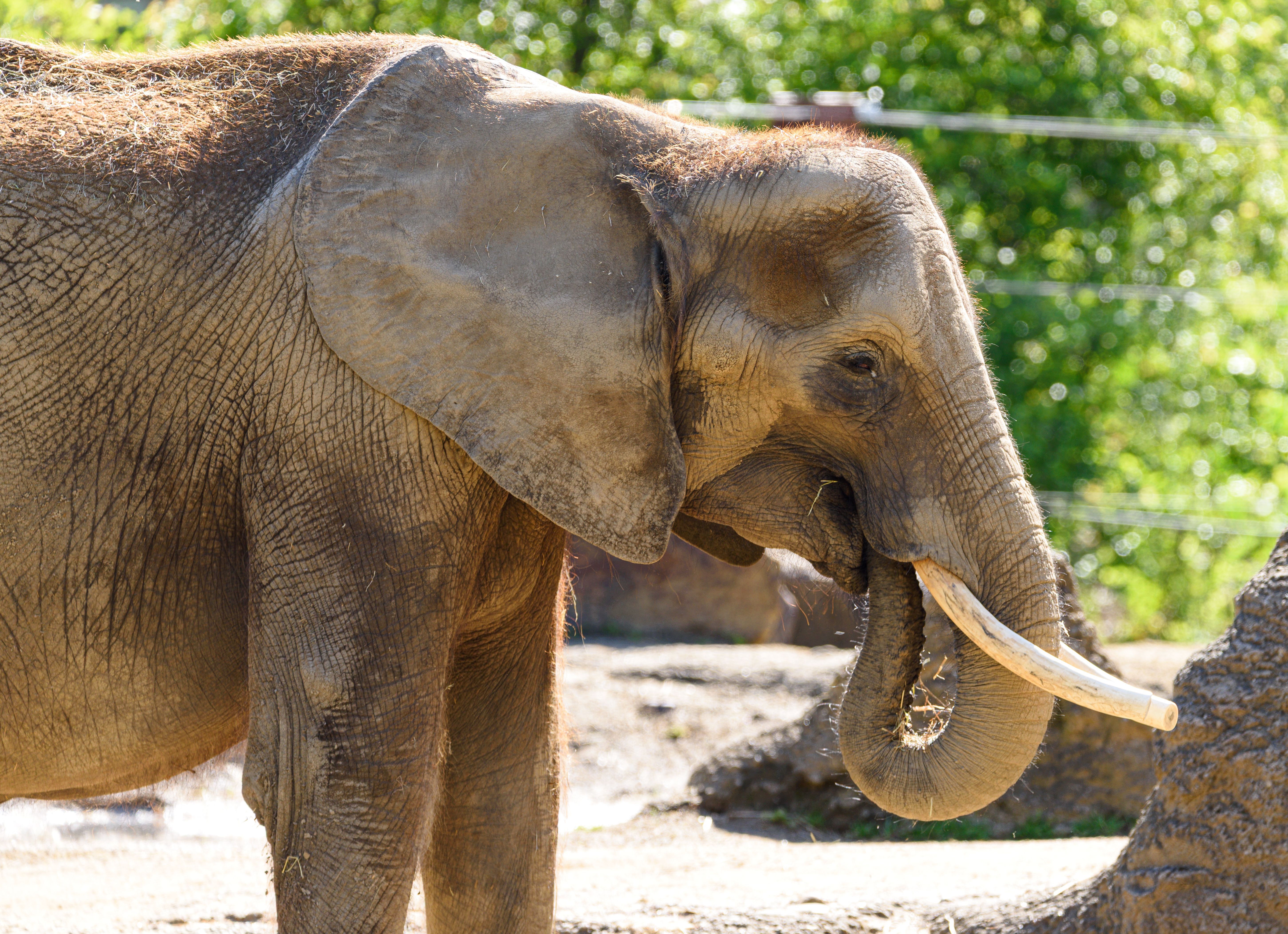 Mastodon Introduces Newsletter Feature to Enhance Engagement in Open Social Web