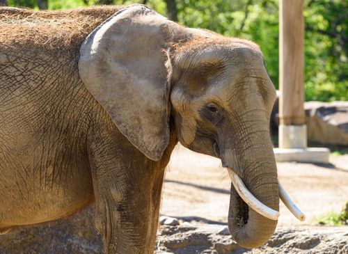 Free Close-up shot of a majestic African elephant outdoors on a sunny day in a zoo setting. Stock Photo