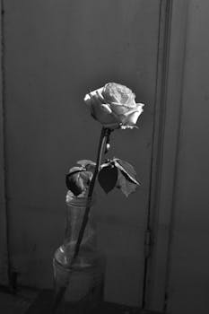 A striking black and white photograph of a single rose in a glass bottle, capturing elegance and simplicity.