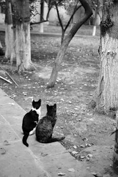 A serene scene of two cats sitting in an autumn garden, enjoying the tranquil surroundings.