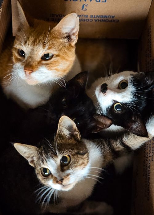 Free Four adorable cats huddled together inside a cardboard box, showcasing a variety of colors and breeds. Stock Photo