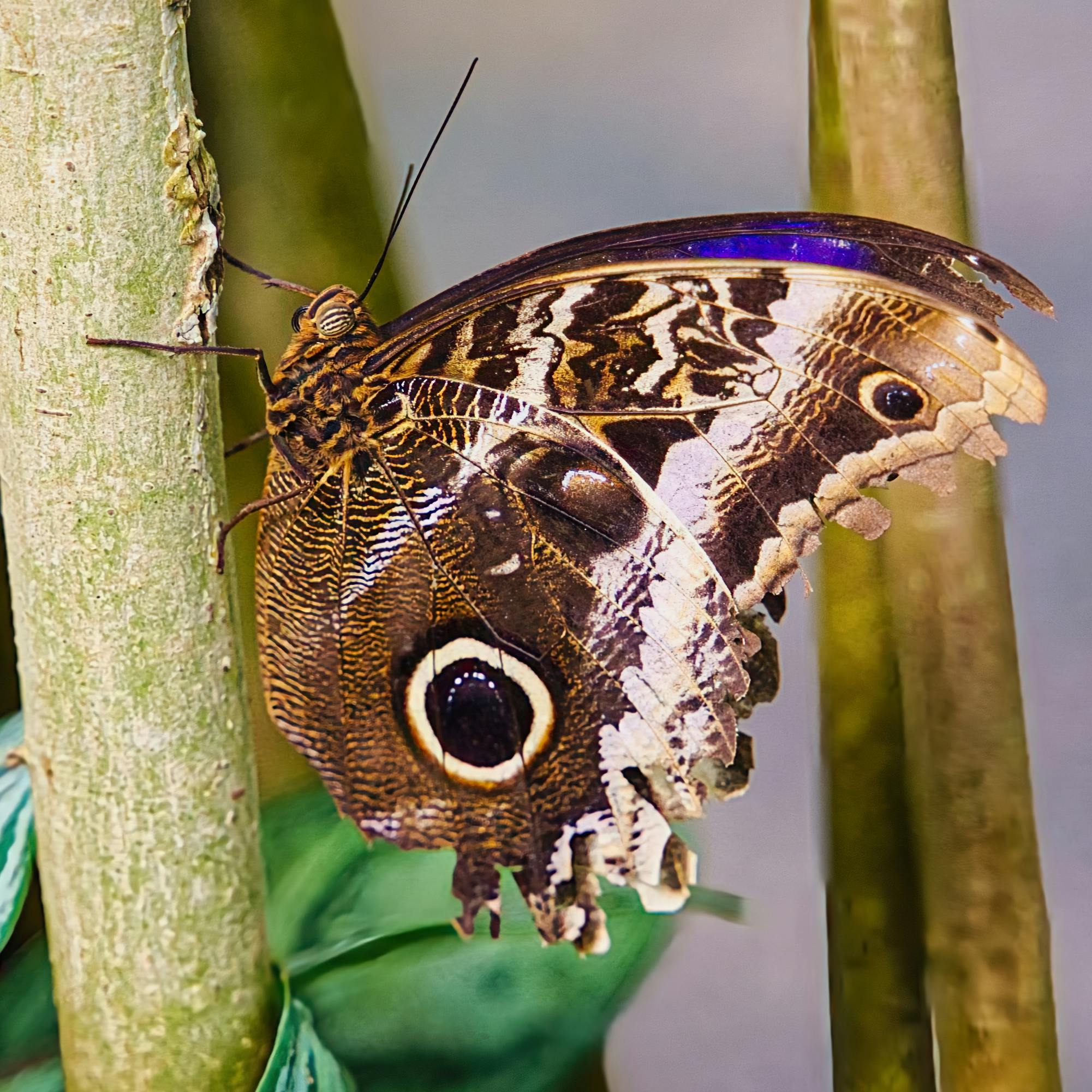 The Fascinating Fauna: A Living Noah's Ark