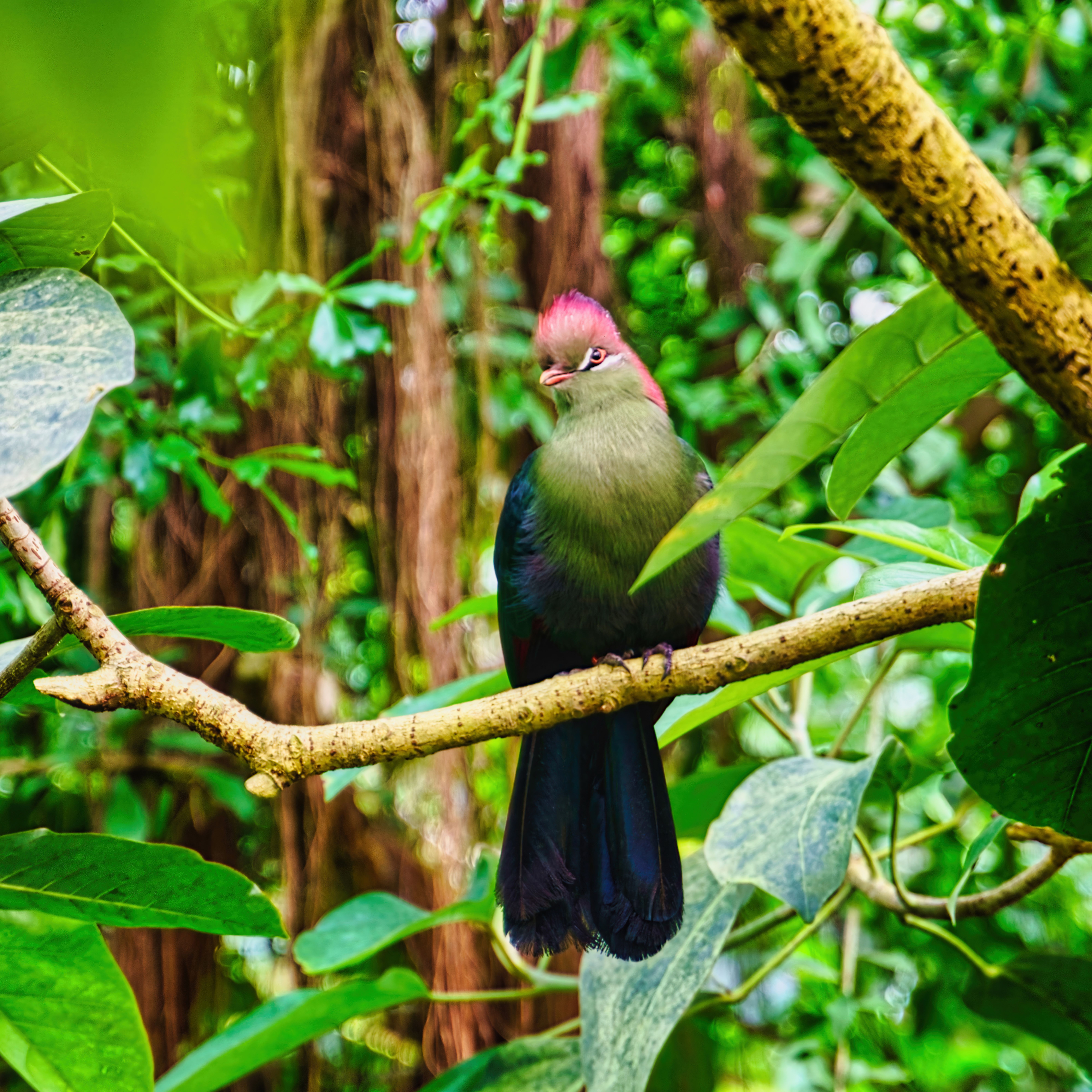 Colorful Turaco Perched in Lush Green Jungle · Free Stock Photo