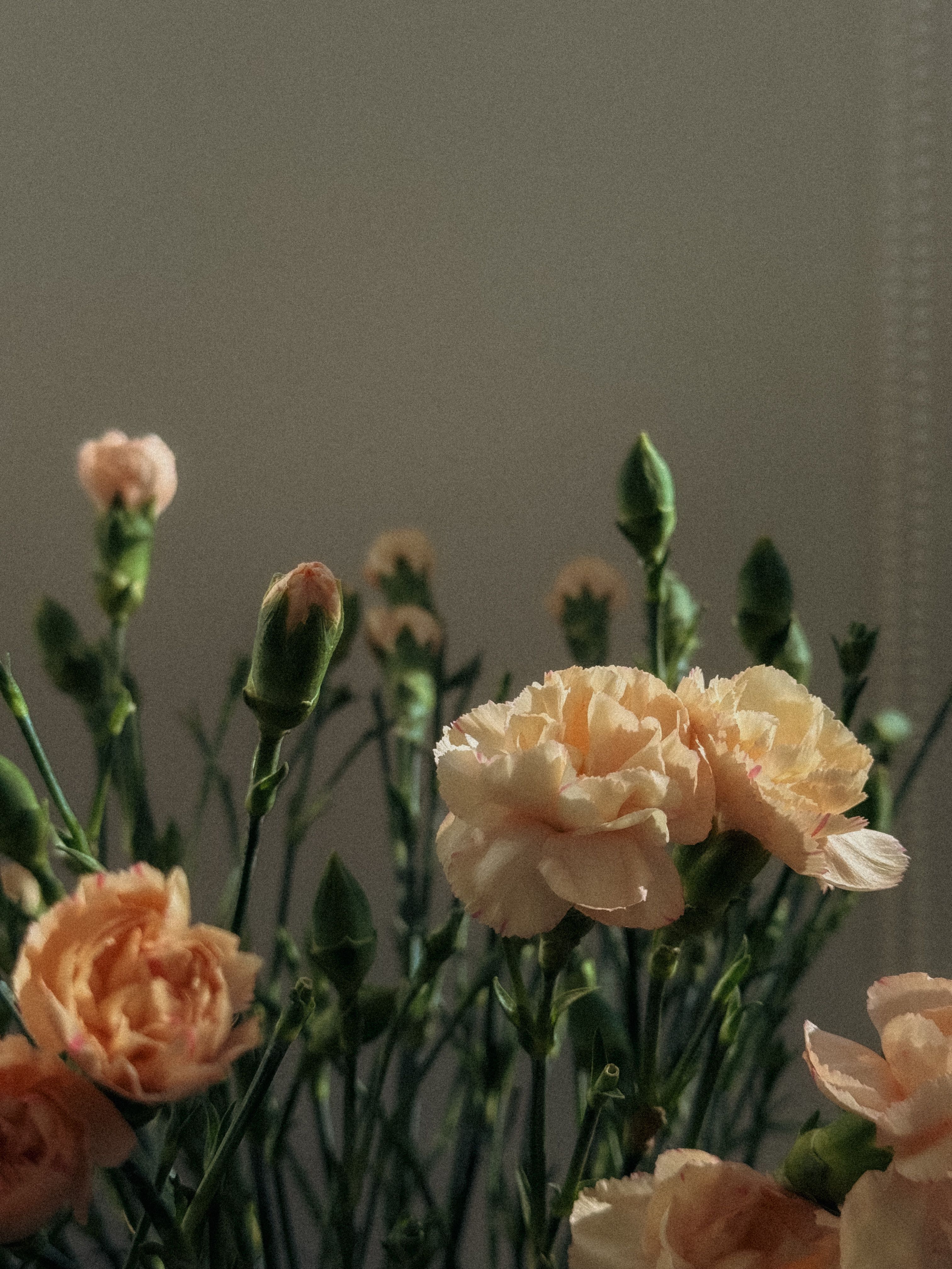 Spring Carnation Photos, Download The BEST Free Spring Carnation Stock ...