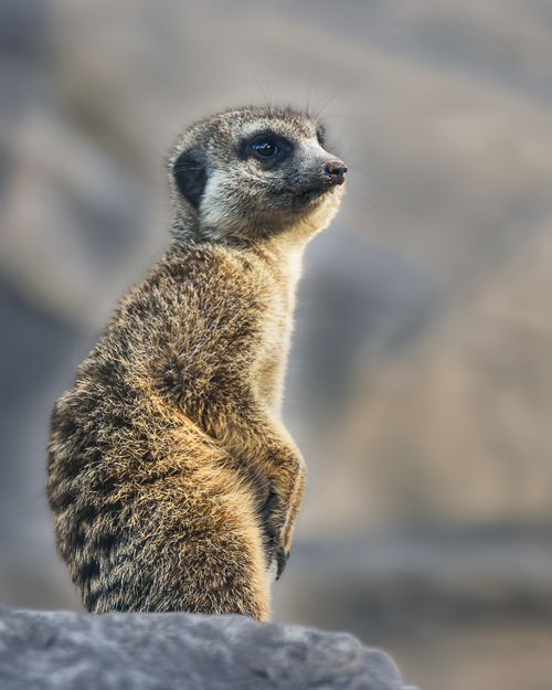 Free Captivating portrait of a standing meerkat watching attentively. Stock Photo