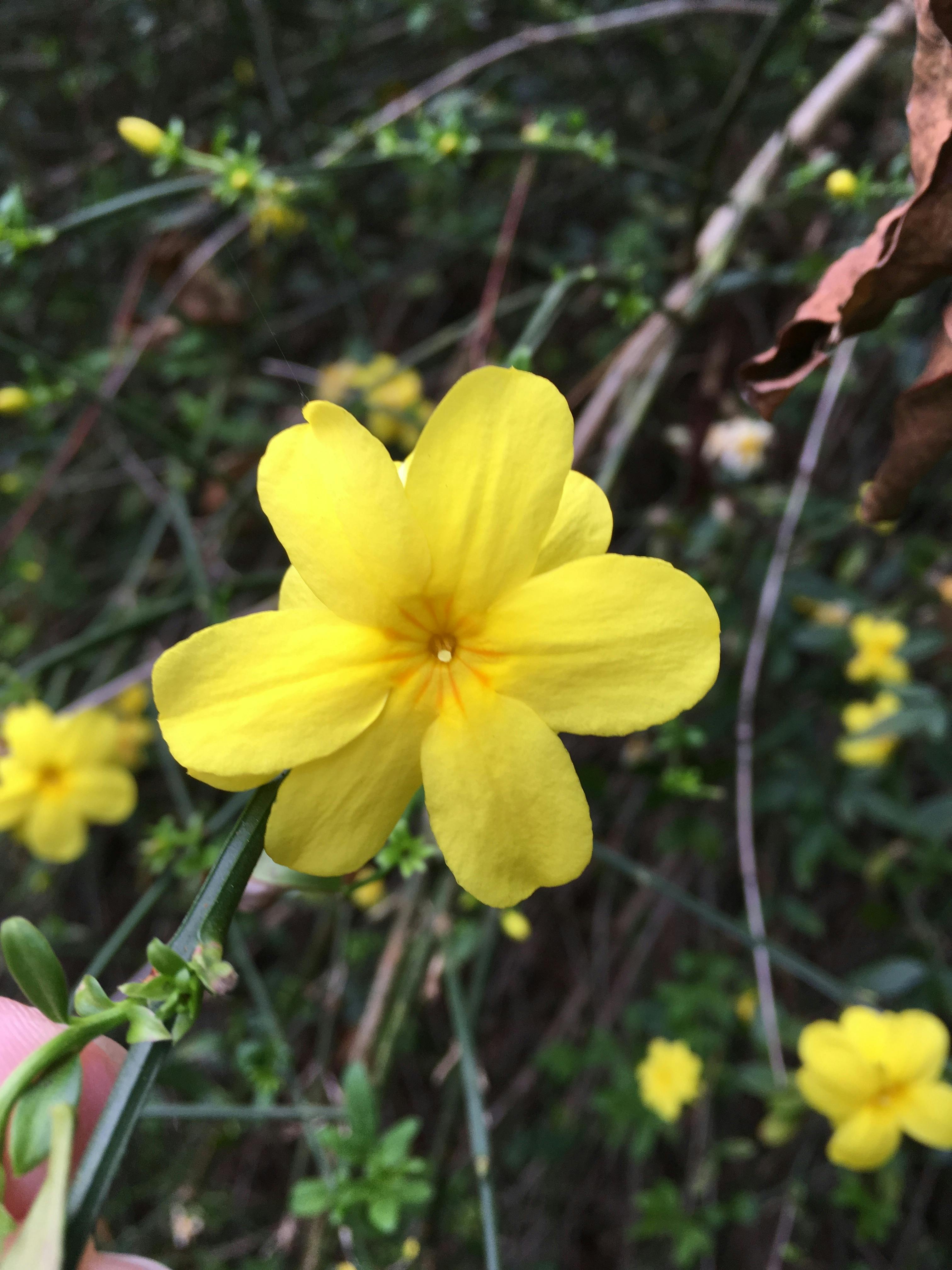 Free stock photo of flower, yellow flower