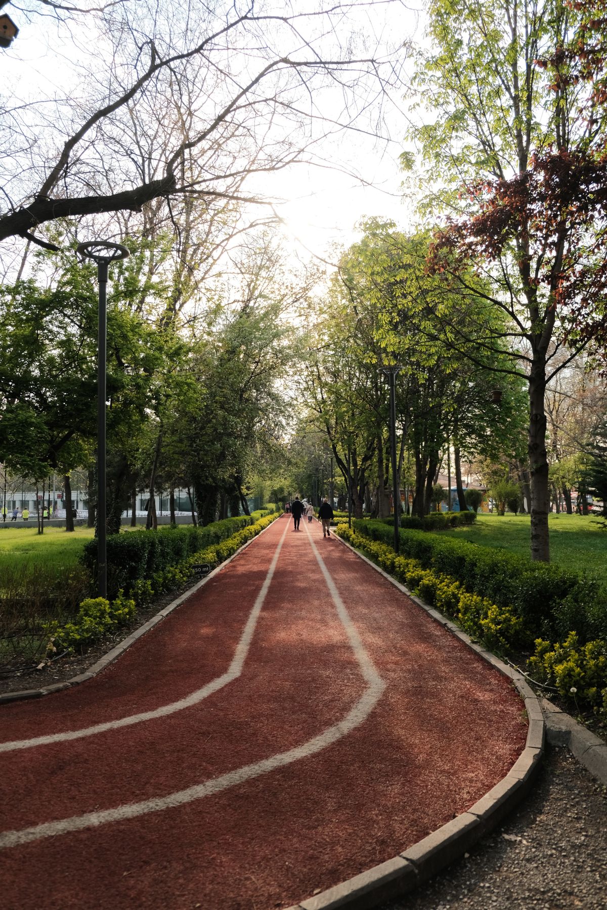 A tree-lined path through a city park in morning light.