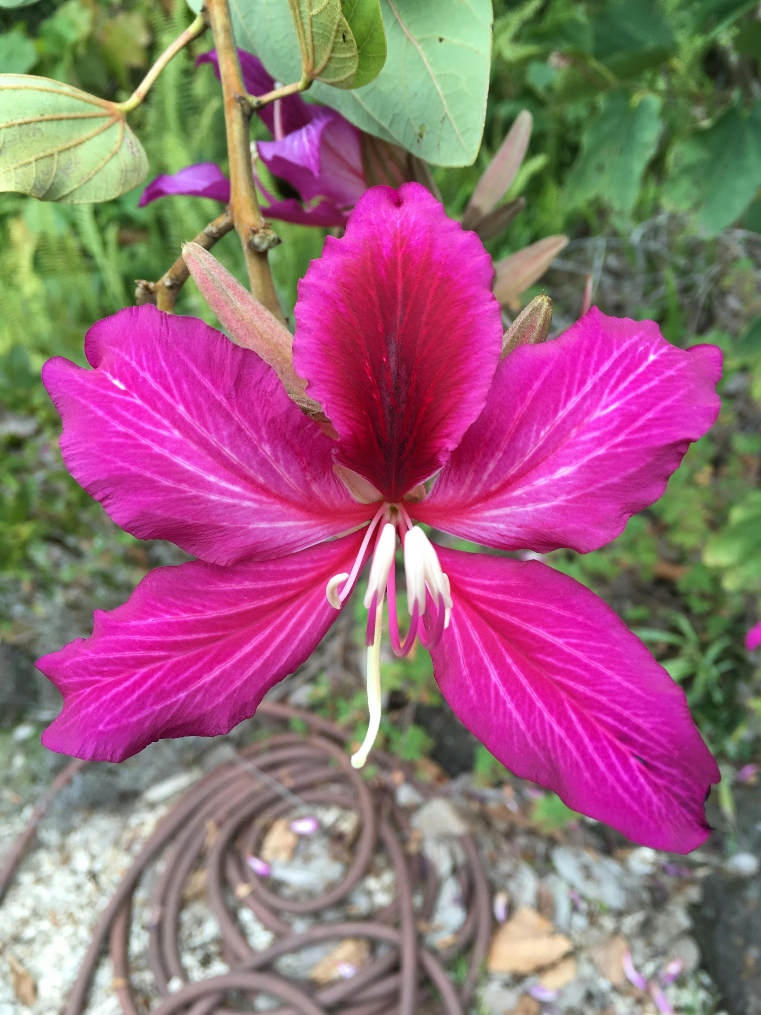 Free stock photo of flower, pink flower, purple flower