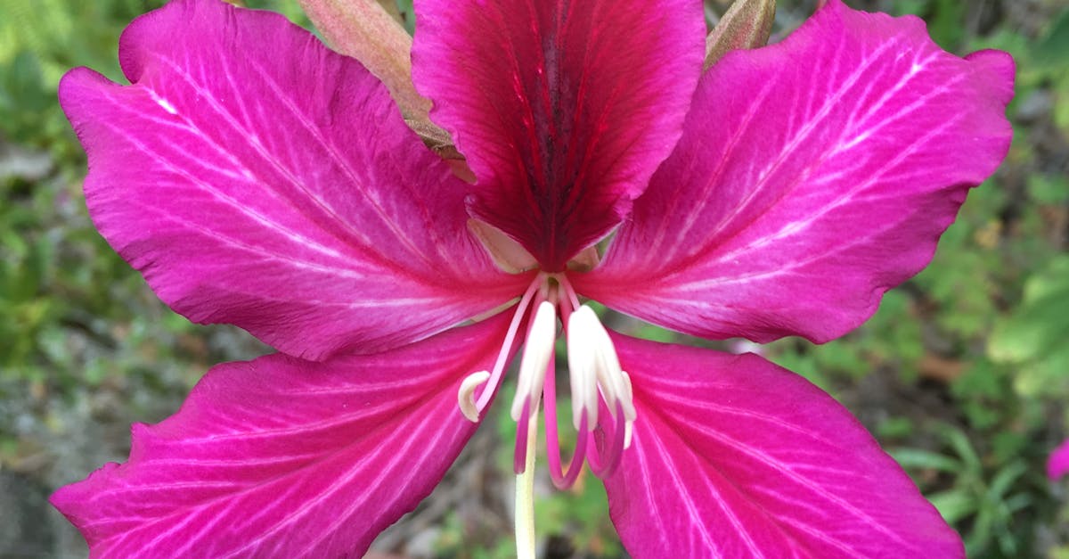 Free stock photo of flower, pink flower, purple flower