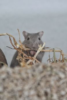 hamster photo