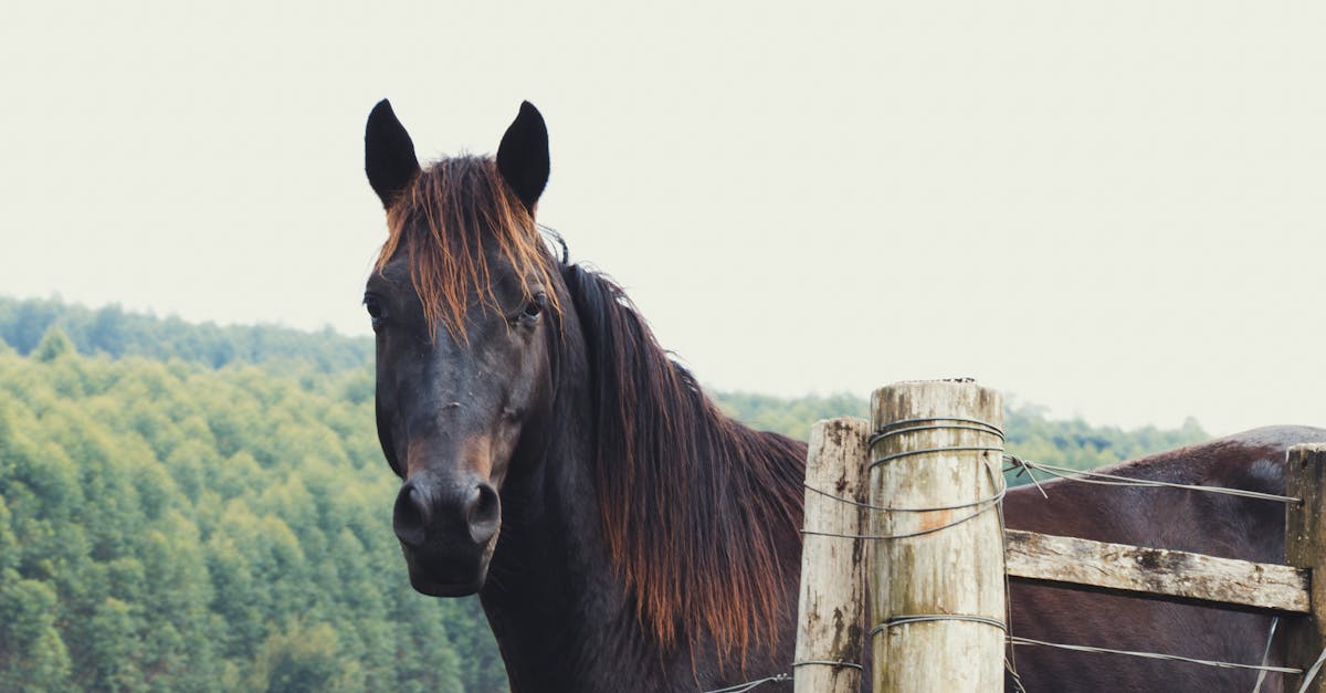 體驗農村生活 新北推農再社區賞螢活動