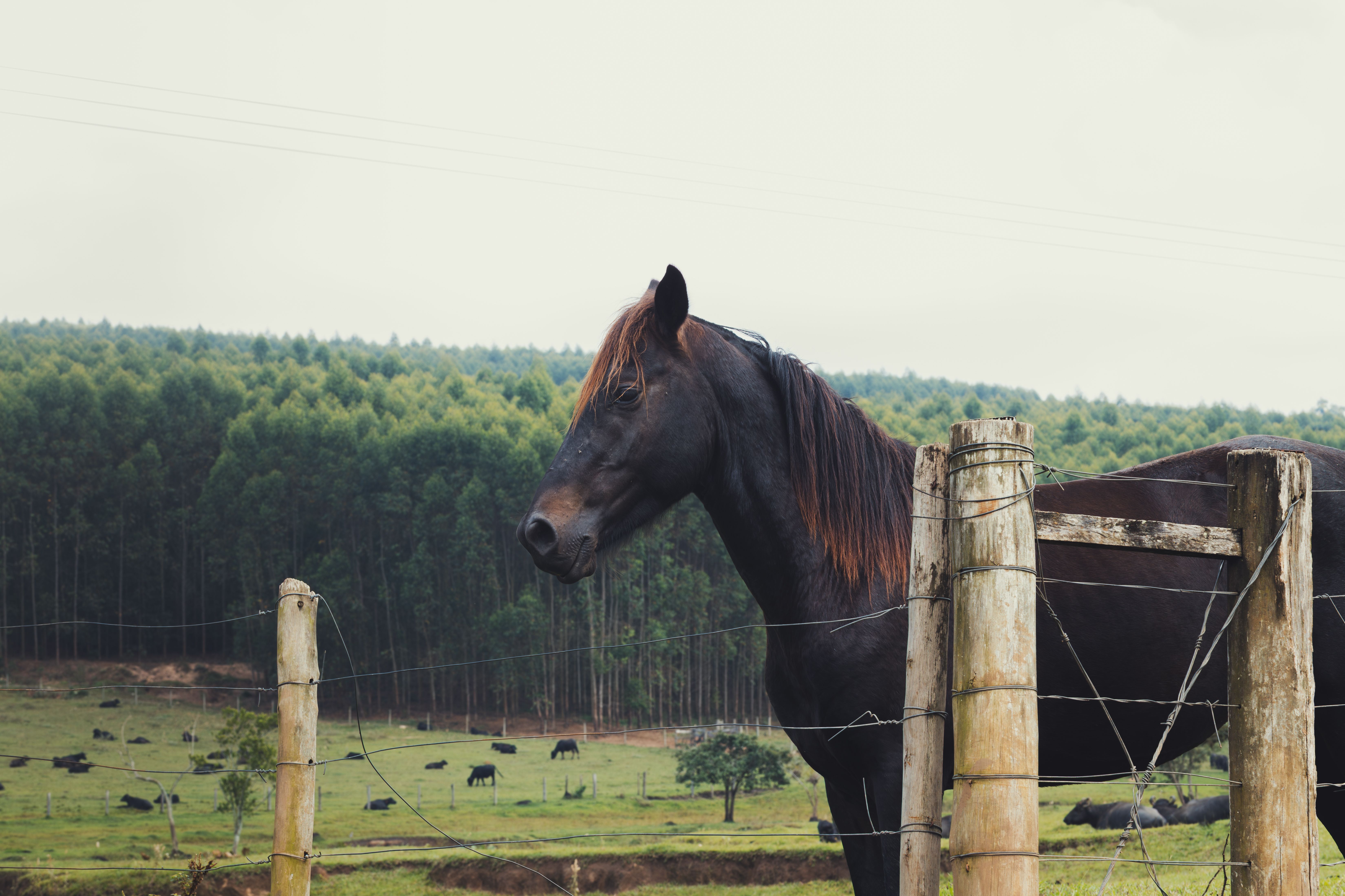 A majestic black horse peacefully situated in a verdant countryside landscape with lush forests.