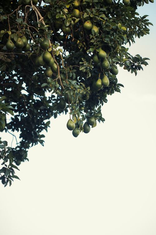 Free Branches of an avocado tree with ripe fruit set against a clear sky, symbolizing nature's abundance. Stock Photo