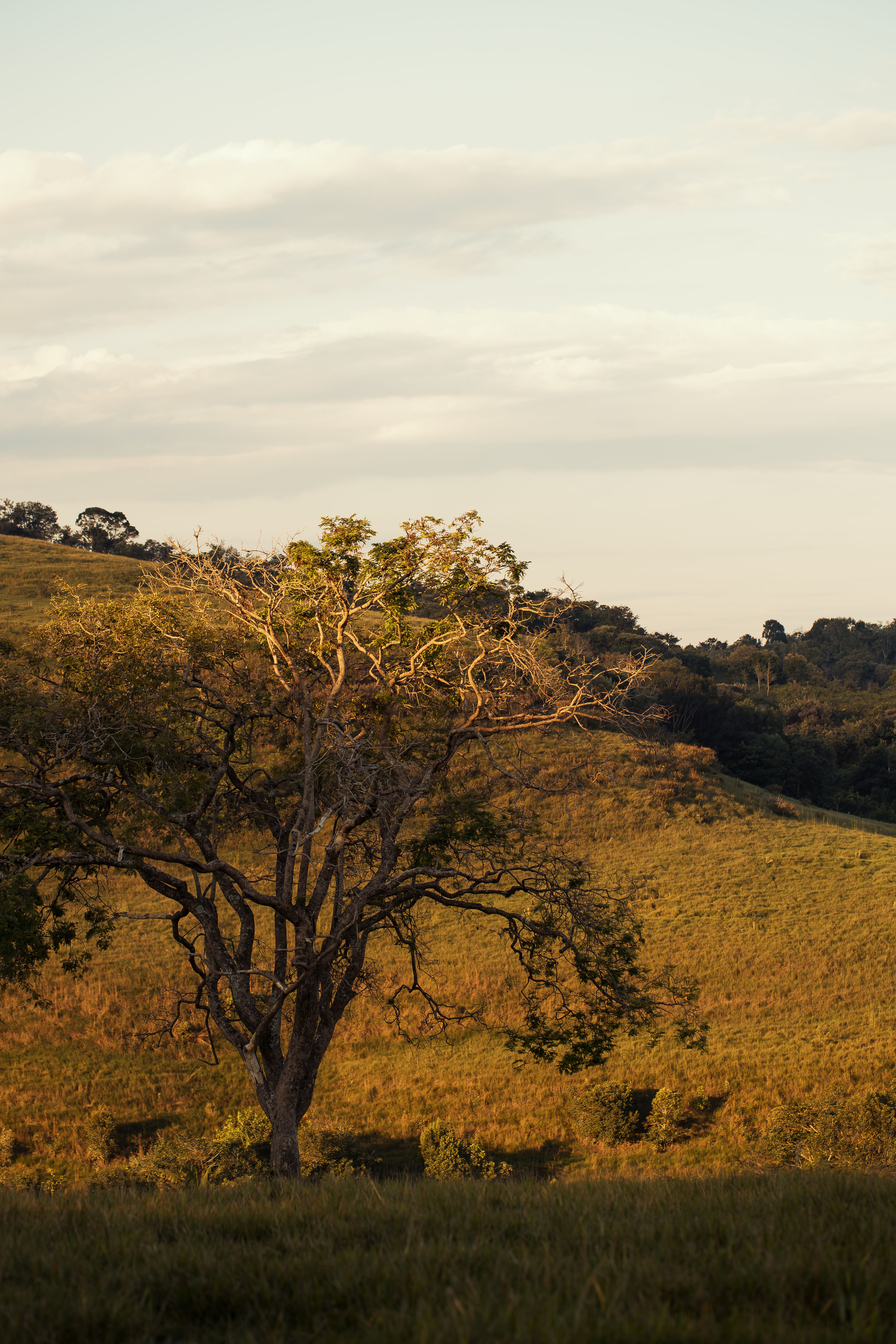 Lone Tree on Rolling Hills at Dusk · Free Stock Photo