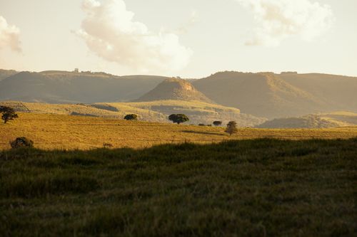 Free A serene view of rolling hills under a golden sunset sky, featuring lush greenery and scattered trees. Stock Photo