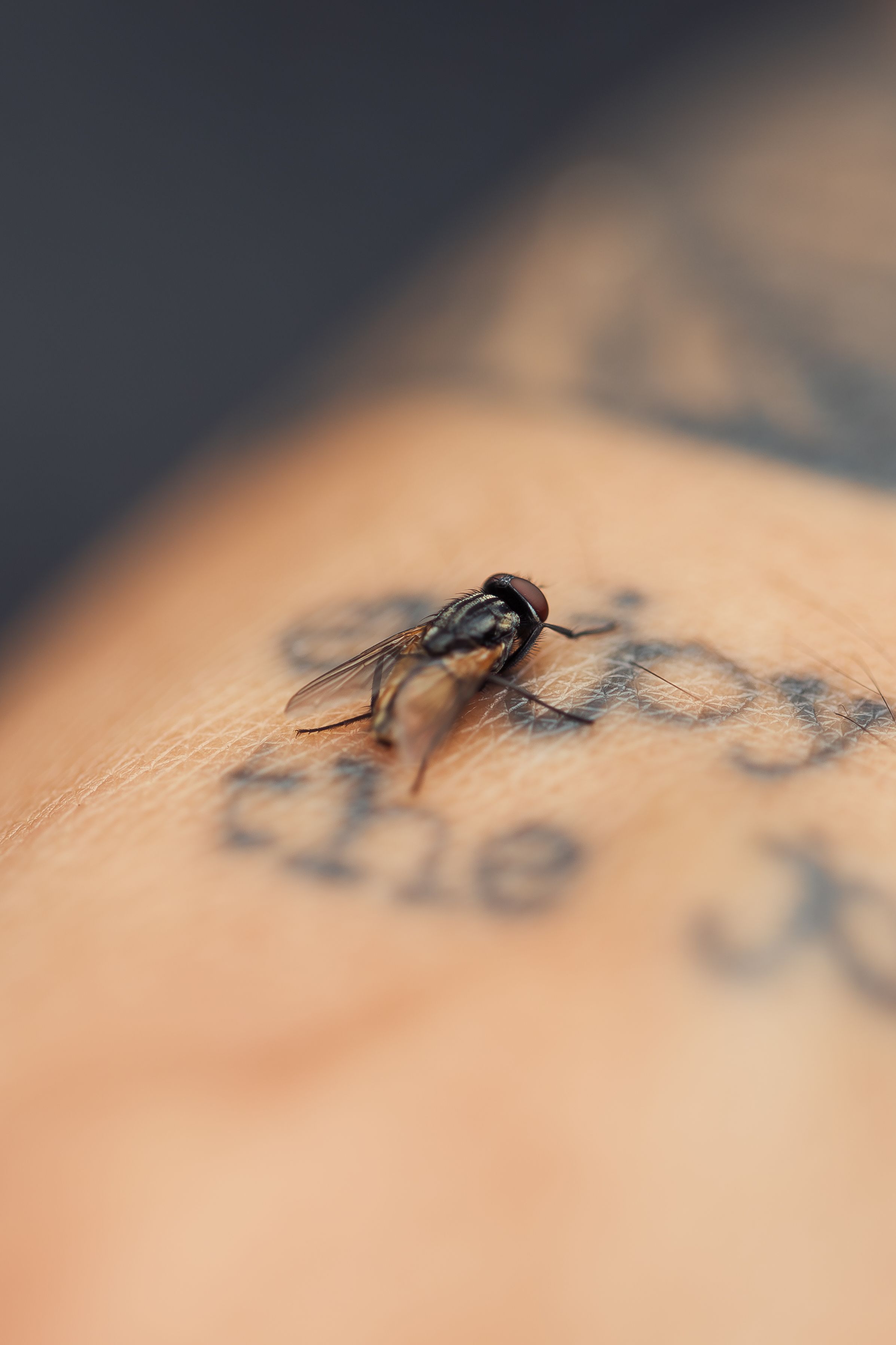Macro shot of a housefly resting on tattooed human skin, showcasing detail and texture.