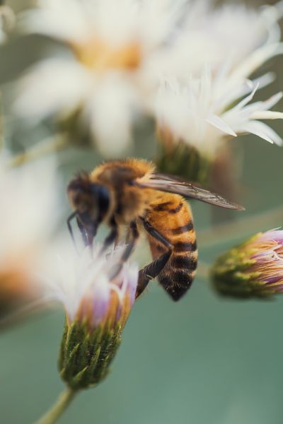 Honey bee gathering nectar — Matheus Bertelli on Pexels