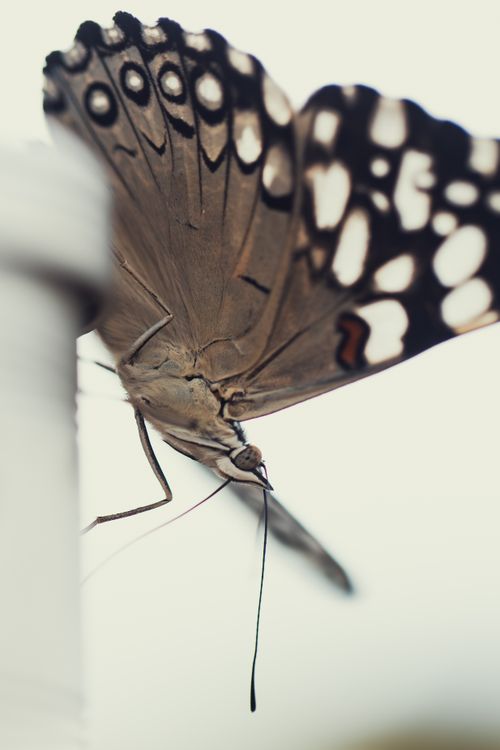 Free Macro shot of a butterfly highlighting intricate wing patterns and textures. Stock Photo