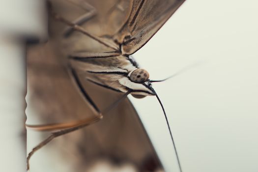 Detailed macro shot of a moth highlighting its textures and patterns.