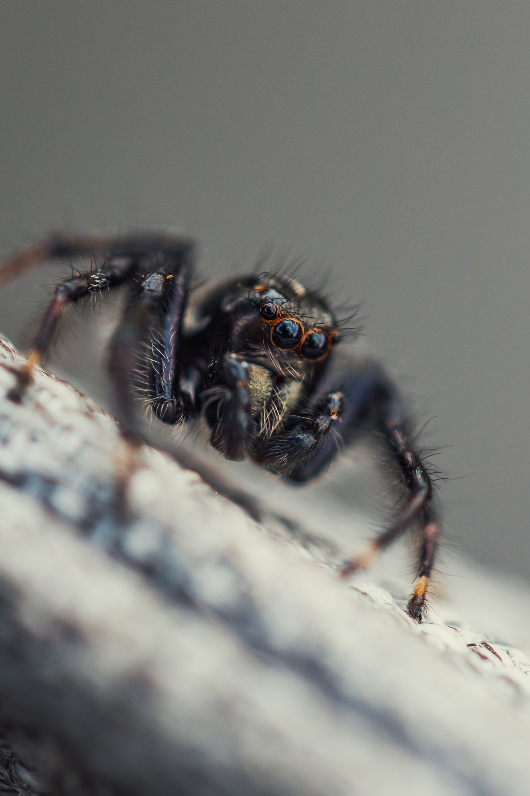 Close-up image of a jumping spider with detailed textures and soft background.