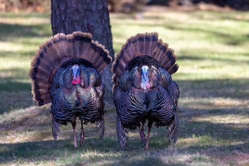 Free Two wild turkeys showcasing their stunning plumage in a sunlit forest setting in Southborough, Massachusetts. Stock Photo
