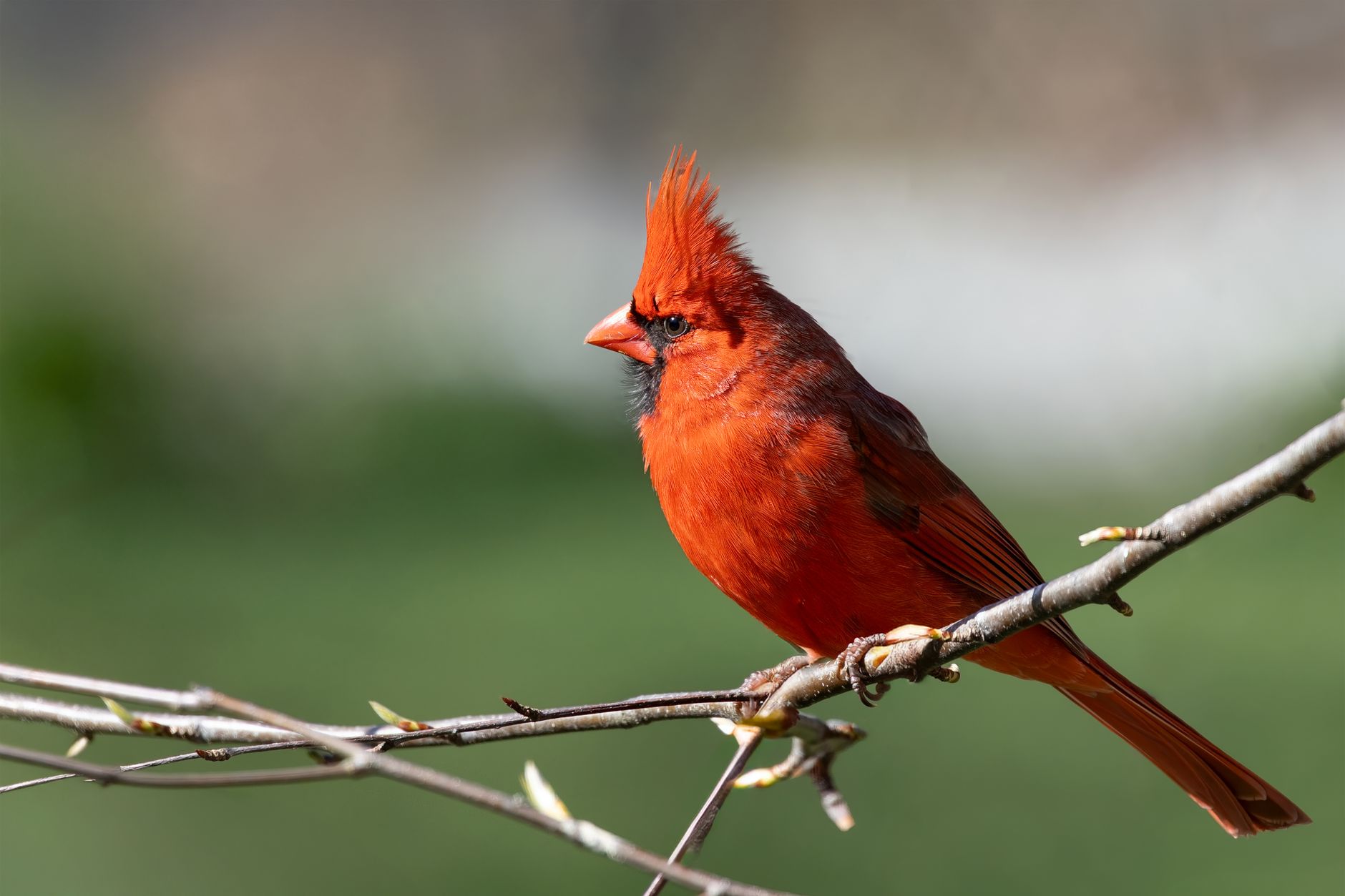 Bright red Northern Cardinal bird perched on a branch in Southborough, MA.
