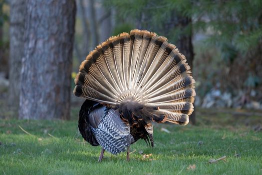 Turkey, Tail