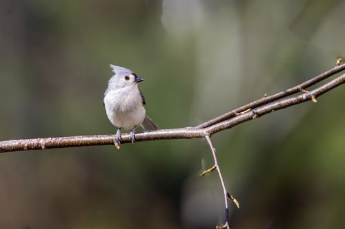 Free Tufted titmouse on a branch in Southborough, MA, showcasing its distinct crest and natural beauty. Stock Photo