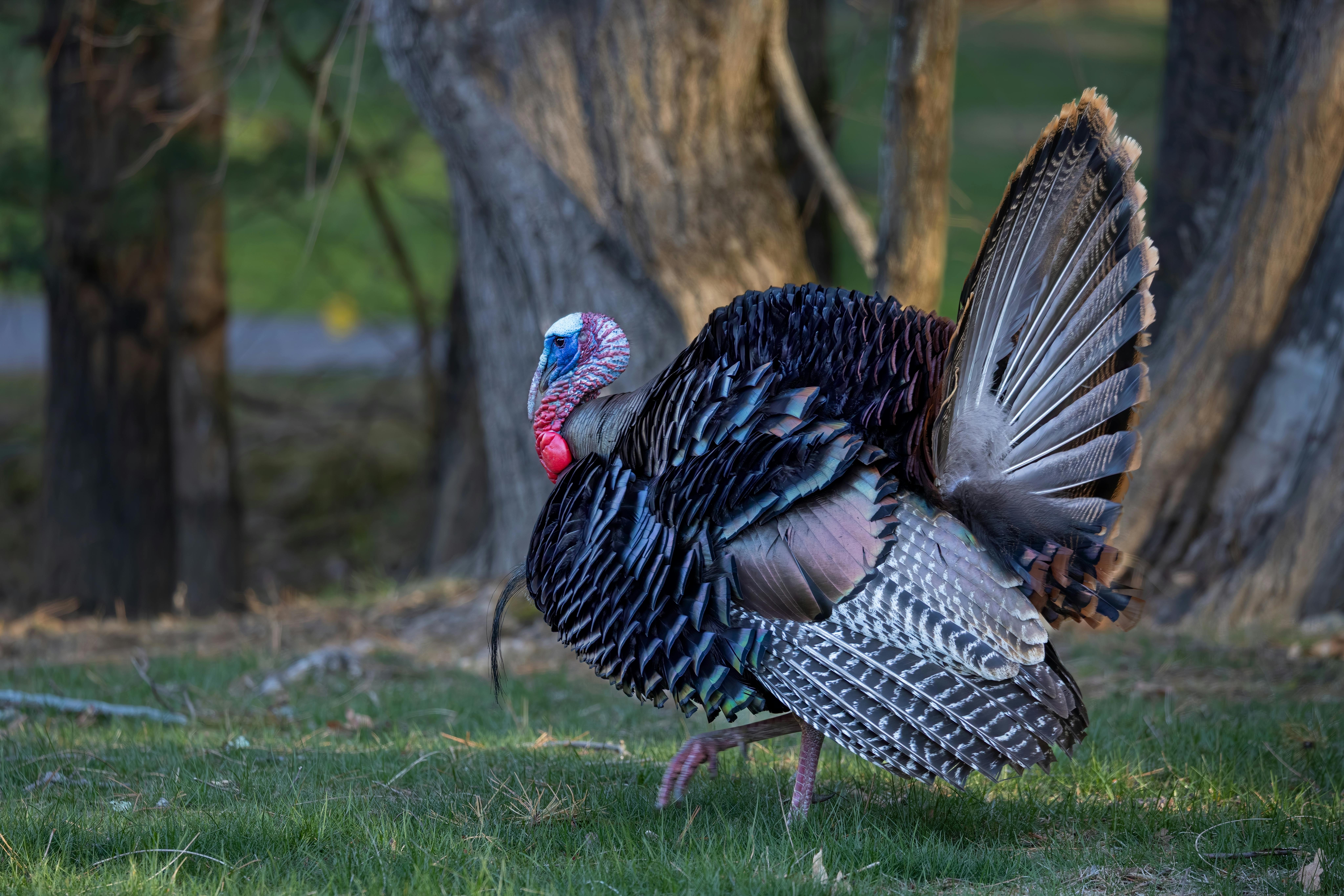 Turkey