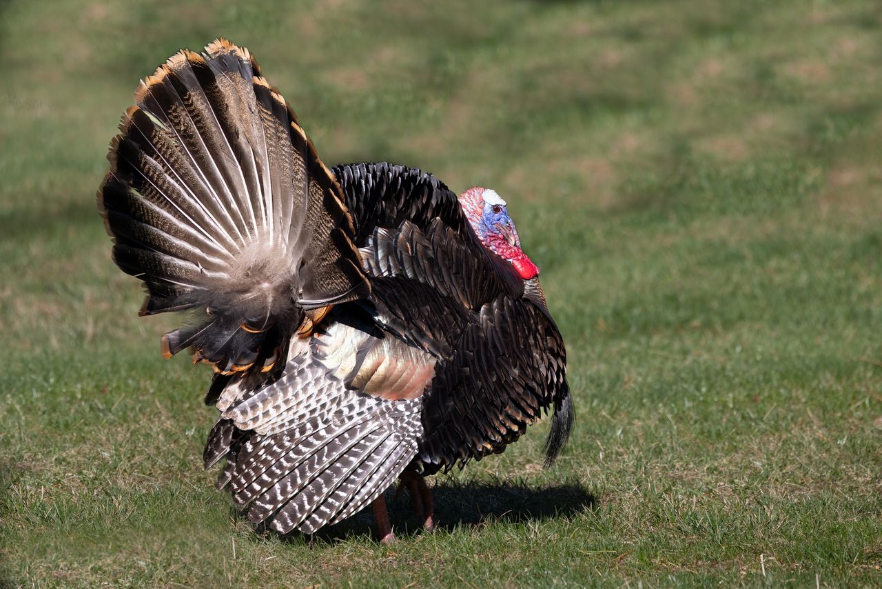 wild turkey showcasing vibrant plumage in a grassy field in southborou