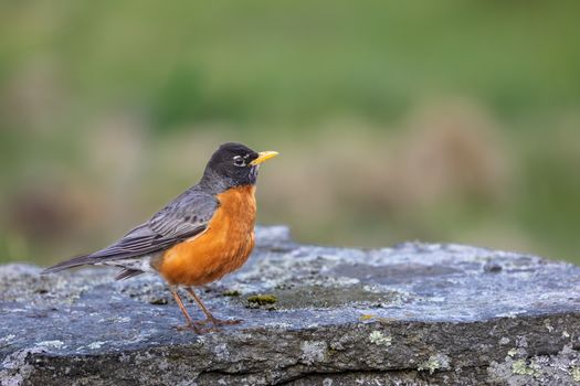 An American Robin (Turdus migratorius) on a stone with blurred green background.