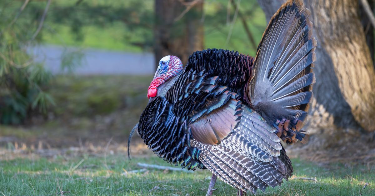 turkey