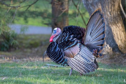 Free A wild turkey displaying its full plumage outdoors in Southborough, Massachusetts. Stock Photo