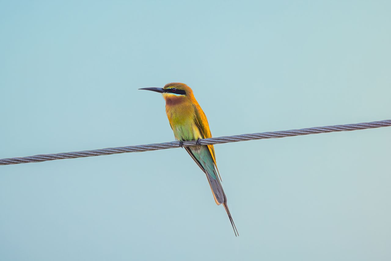blue tailed bee eater perched on a wire in kanchikacherla andhra prade