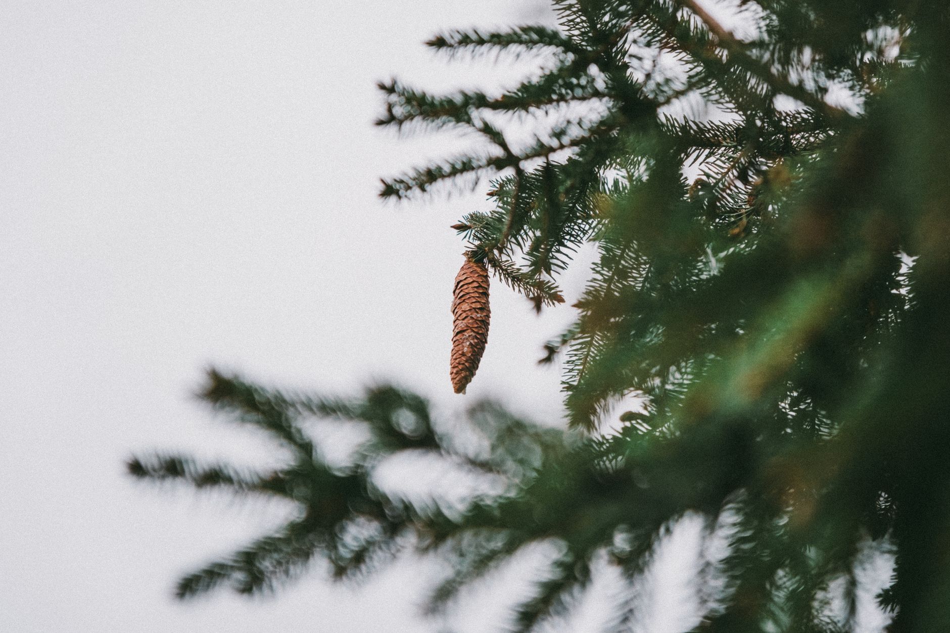 pinecone vector database