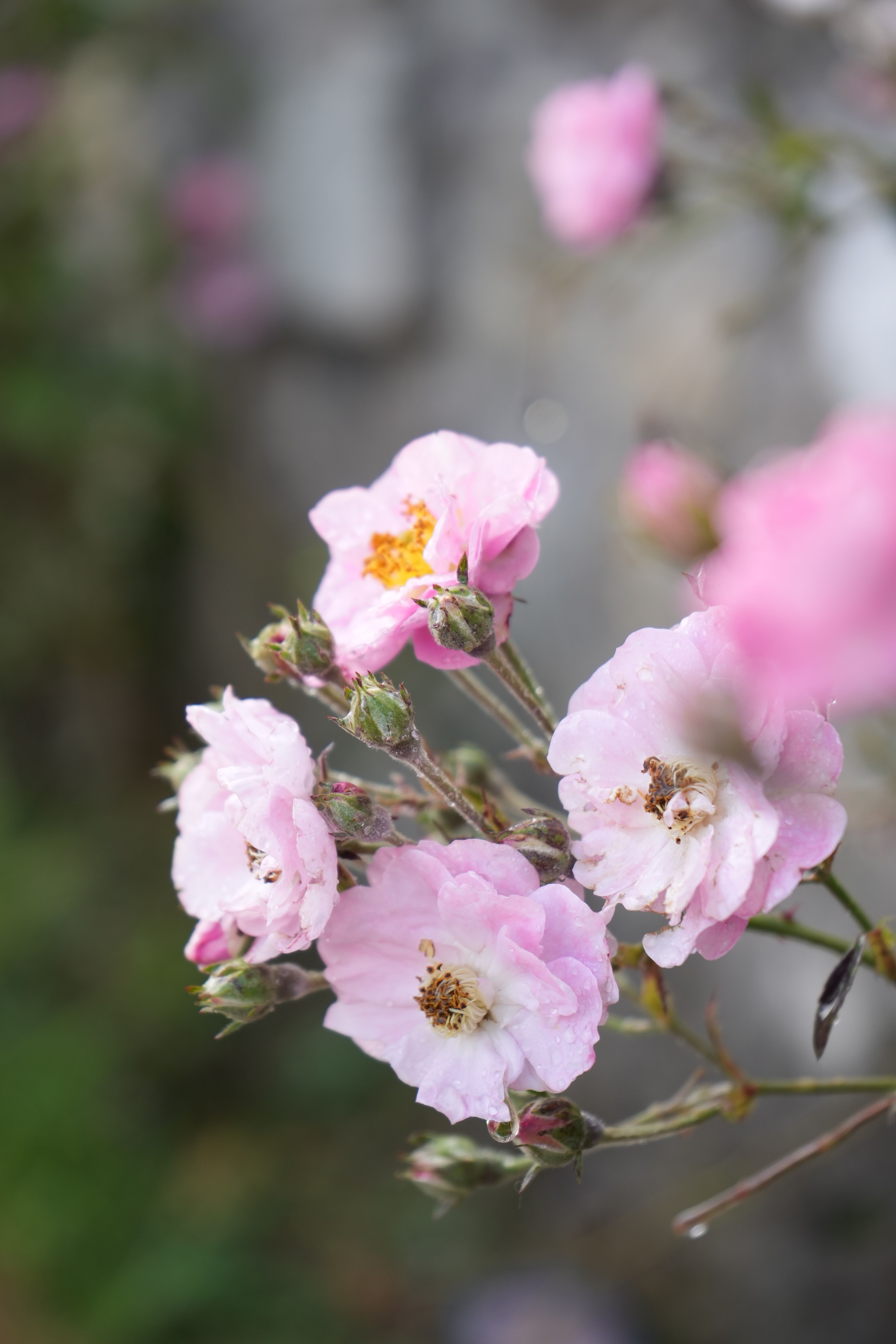 [ColoSach]-soft-pink-wild-roses-in-bloom,-showcasing-nature's-delicate-beauty-in-a-vibrant-outdoor-setting.