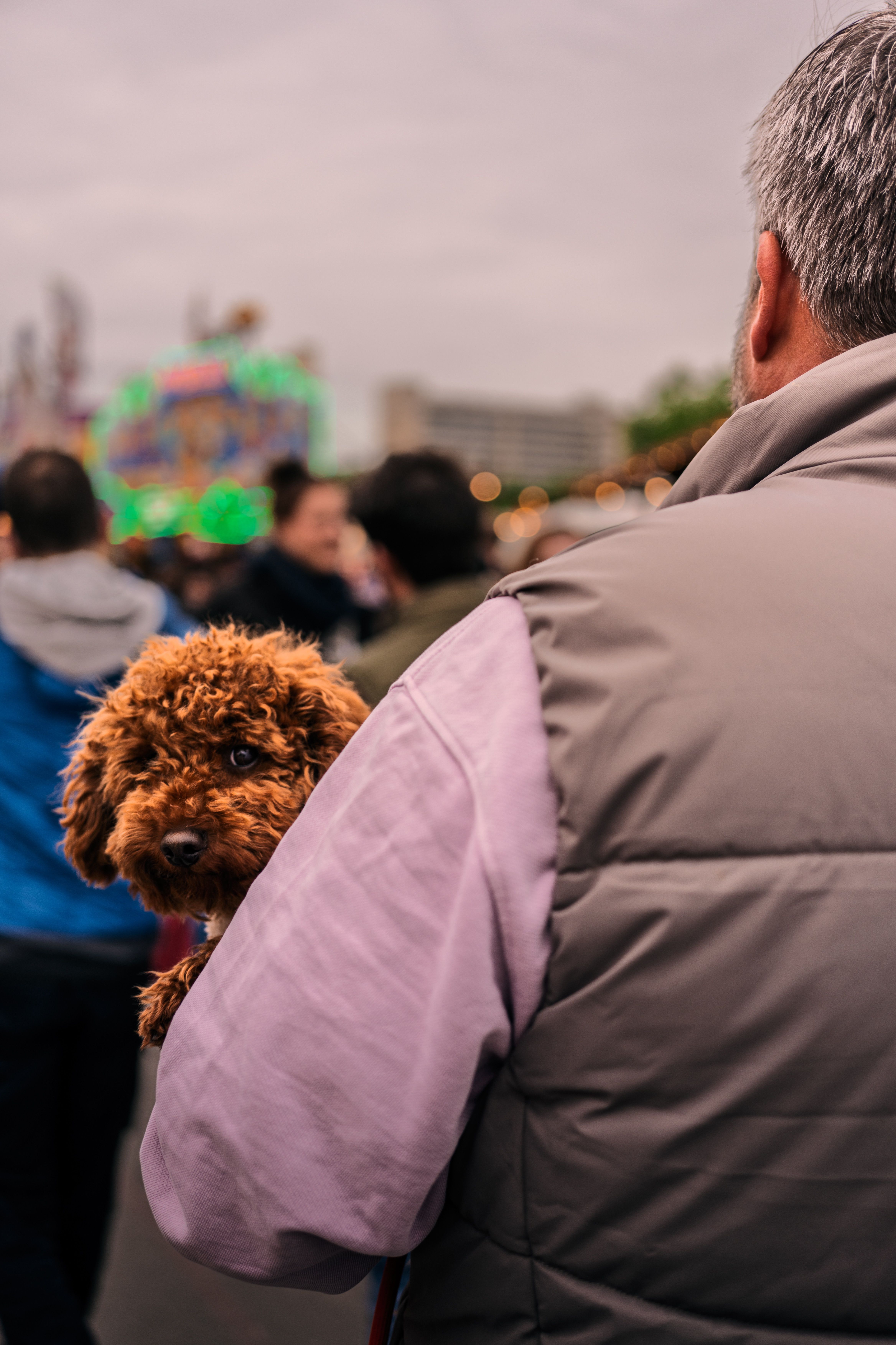 Man with Poodle Puppy at Outdoor Festival · Free Stock Photo