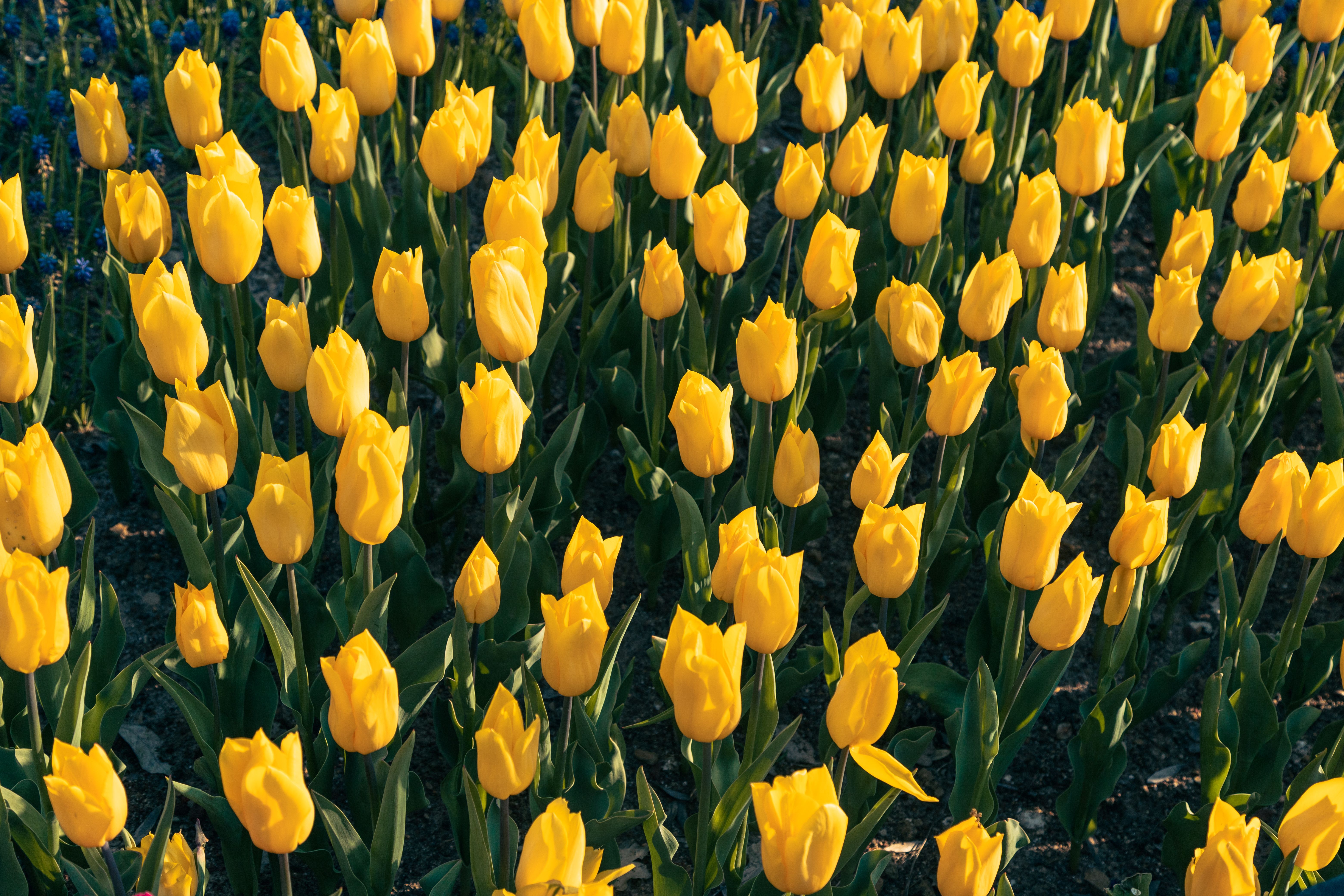 Vibrant Yellow Tulip Field in Springtime · Free Stock Photo