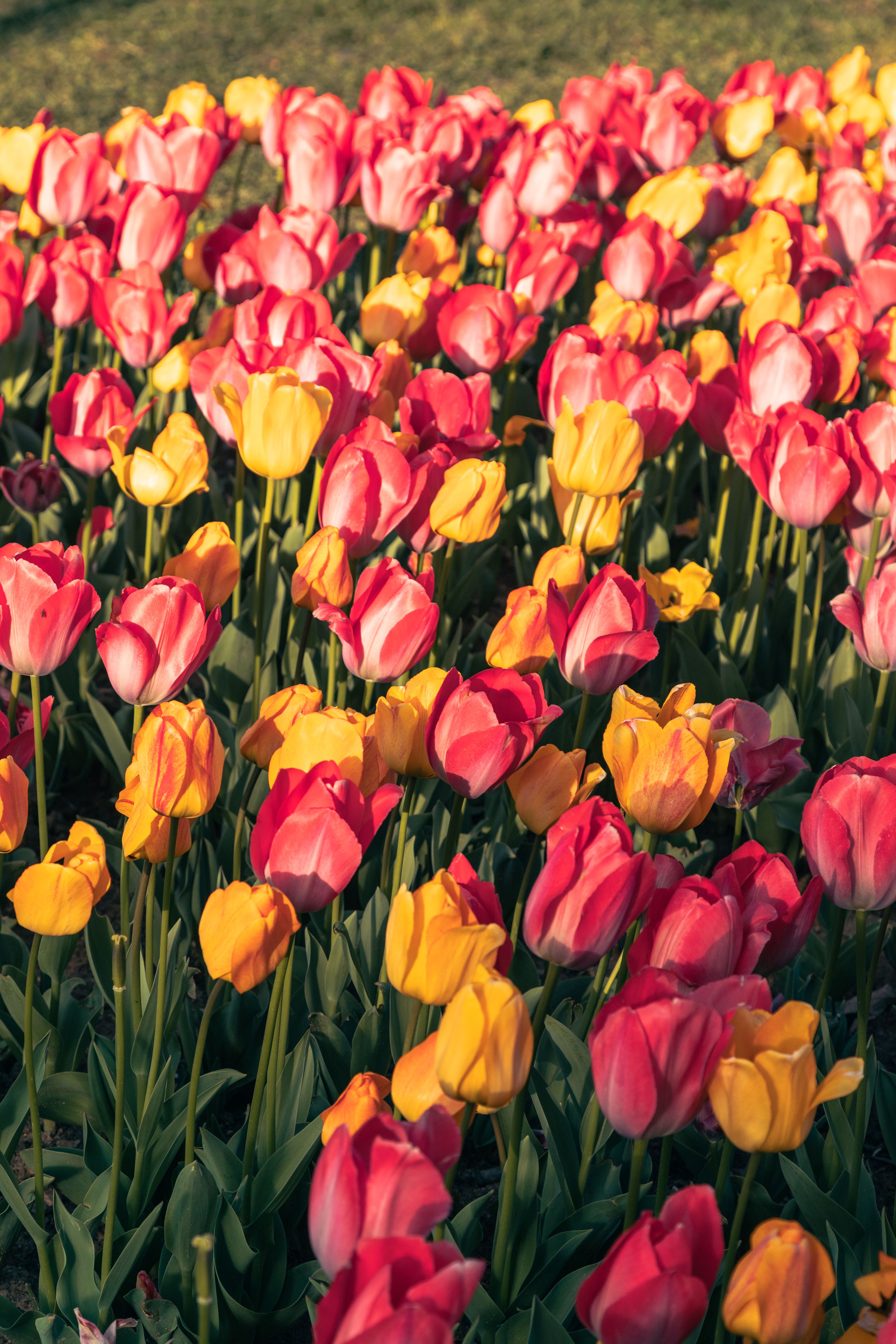 Vibrant Field of Yellow and Red Tulips in Bloom · Free Stock Photo