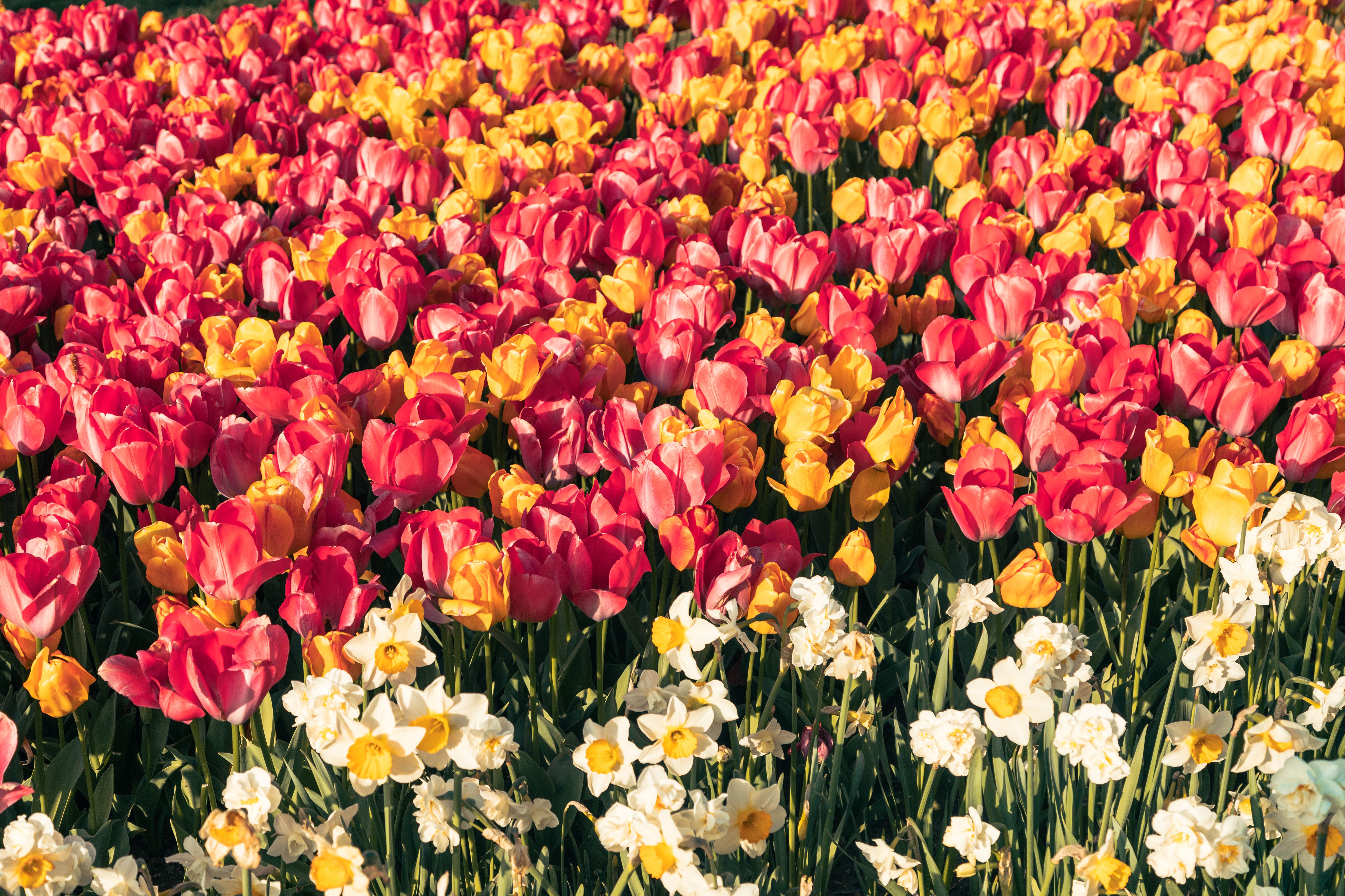 Vibrant Tulip and Daffodil Field in Spring · Free Stock Photo