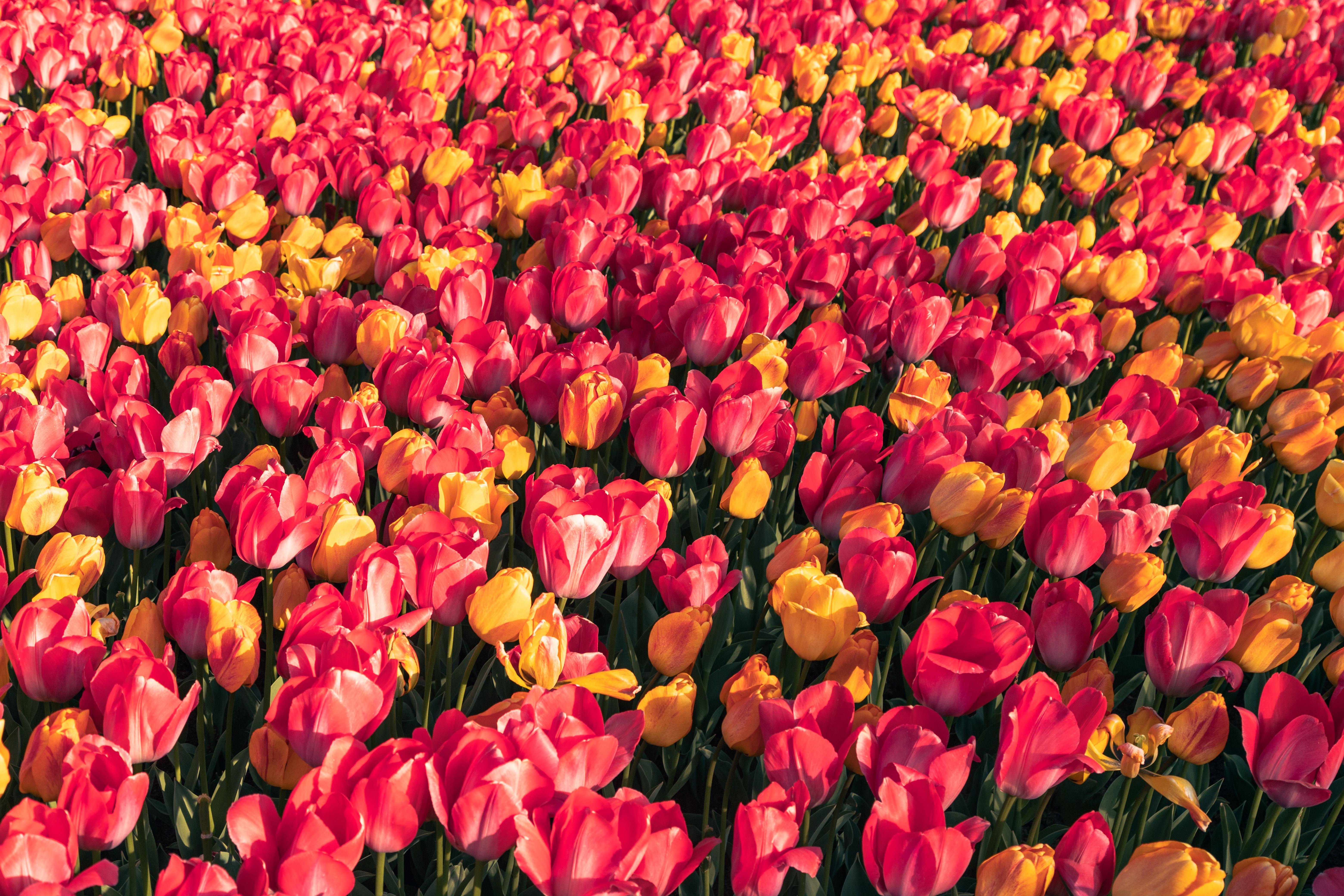  Spectacol floral uimitor la Iulius Gardens: Descoperă 20+ instalații din mii de flori naturale, într-un festival dedicat bucuriei fluturilor